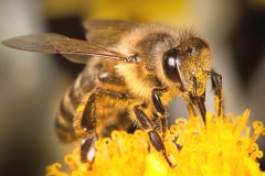 Dan pčela