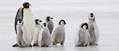 Svjetski dan pingvina