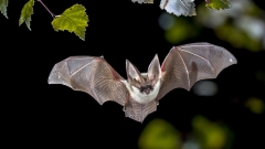 International Bat Day
