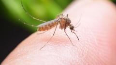 Svjetski dan komaraca